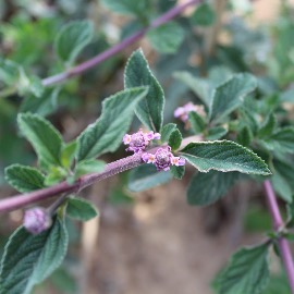 White Verbena Essential Oil